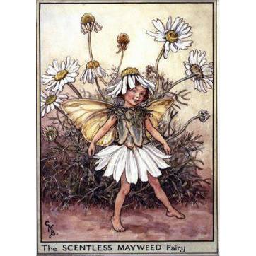 Carte "Fées des Fleurs" Cicely Mary Barker "Marguerites"