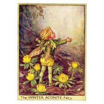 Carte "Fées des Fleurs" Cicely Mary Barker "Aconit jaune"