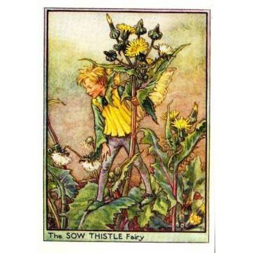 Carte "Fées des Fleurs" Cicely Mary Barker "Chardon jaune"