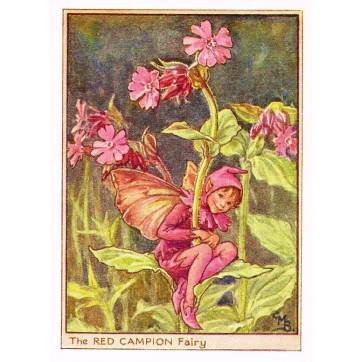 Carte "Fées des Fleurs" Cicely Mary Barker "Silène rouge"