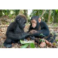 Carte "Coucou" Bébés Gorille et Chimpanzé