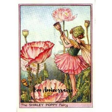 Carte Anniversaire Fées des Fleurs Pavots roses