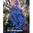 Carte Anniversaire Papillons bleus sur tronc d'arbre
