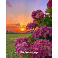 Carte Anniversaire Hortensias roses et coucher de Soleil