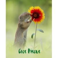 Carte "Gros Bisous" Marmotte et Fleur
