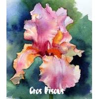 Carte Gros Bisous Aquarelle Iris rose et jaune