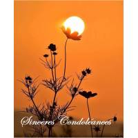 Carte Condoléances Coucher de soleil sur Plantes